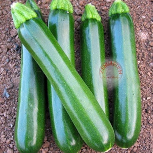 Koyu yeşil kabak tohumu Atalık dark green zucchini