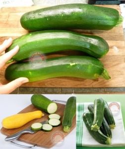 Koyu yeşil kabak tohumu Atalık dark green zucchini