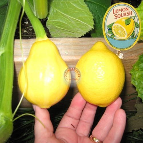 Limon kabağı tohumu kabak geleneksel lemon squash