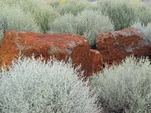 Gümüş çalısı fidanı Calocephalus brownii silver bush plant