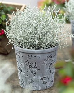 Gümüş çalısı fidanı Calocephalus brownii silver bush plant