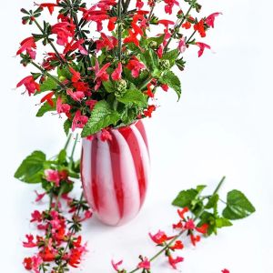 Kırmızı adaçayı tohumu süs bitkisi salvia coccinea scarlet sage
