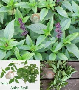 Acem fesleğeni tohumu anoson aromalı anise basil