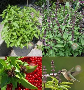 Acem fesleğeni tohumu anoson aromalı anise basil