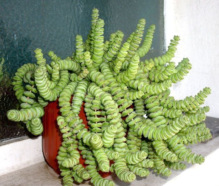 Crassula marnieriana sukulent bitki