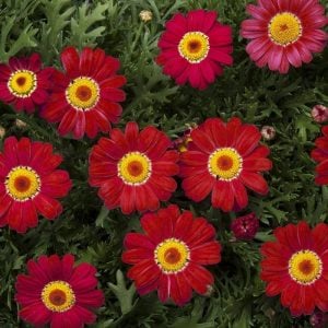 Şarap kırmızı çeşme papatyası argyranthemum aramis wine red