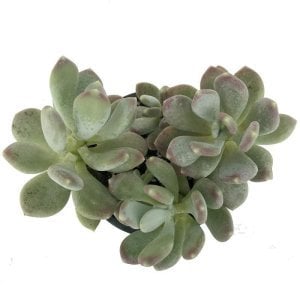 Pachyphytum glutinicaule sukulent bitki