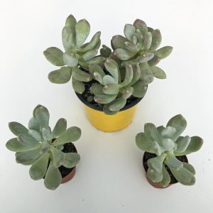 Pachyphytum glutinicaule sukulent bitki