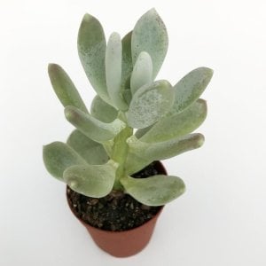 Pachyphytum glutinicaule sukulent bitki