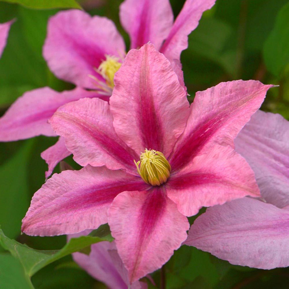 Rosamunde pembe çizgili çiçekli clematis fidanı orman asması