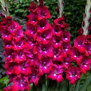 San Siro saksı tip glayöl çiçek soğanı ithal gladiolus