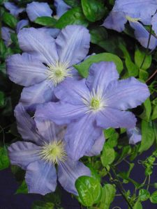 Vistula 20 cm dev çiçekli clematis fidanı