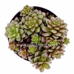 Sedum little gem