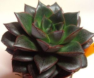 Echeveria purpusorum sukulent bitki