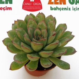 Echeveria pelusida sukulent bitki