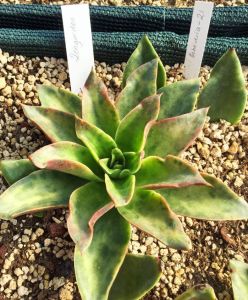 Echeveria strictiflora var.