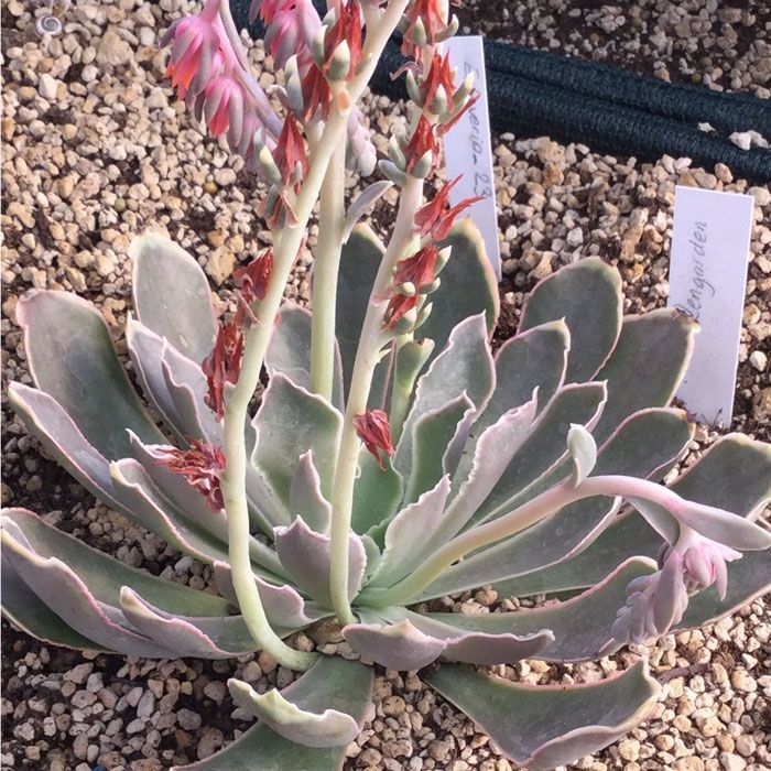 Echeveria shaviana Pink Frills