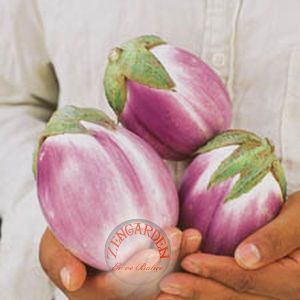 Rosa bianca alaca patlıcan tohumu atalık italyan