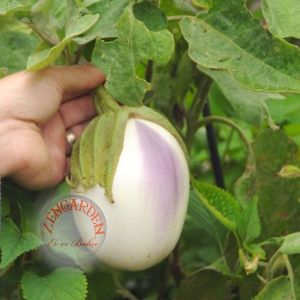 Rosa bianca alaca patlıcan tohumu atalık italyan