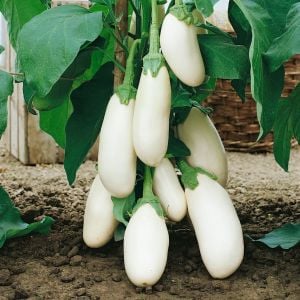 Casper beyaz patlıcan tohumu erkenci saksı tipi
