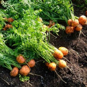 Top havuç tohumu atalık parisian carrot