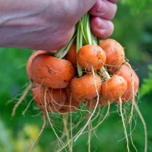 Top havuç tohumu atalık parisian carrot