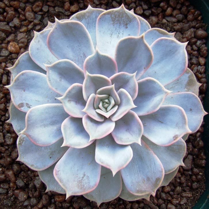 Echeveria lilacina var. sukulent bitki