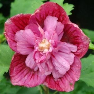 Katlı ağaç hatmi fidanı hibiscus syriacus duc de brabant