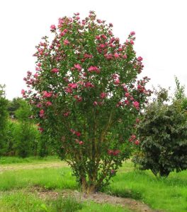 Katlı ağaç hatmi fidanı hibiscus syriacus duc de brabant