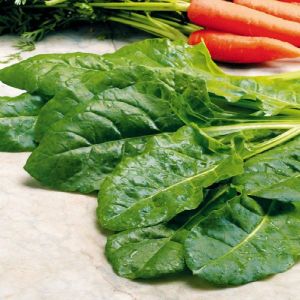 Pancar Ispanak tohumu perpetual spinach chard