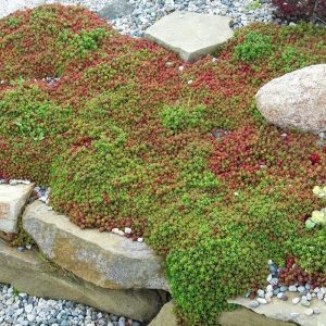 Sedum coral carpet dam koruğu