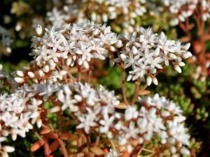 Sedum coral carpet dam koruğu