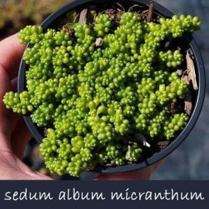 Sedum album minor dam koruğu sukulent