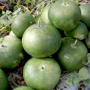 Gülle su kabağı tohumu bushel basket gourd sepet yapımında kullanılır
