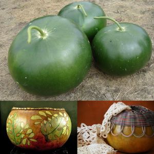Gülle su kabağı tohumu bushel basket gourd sepet yapımında kullanılır