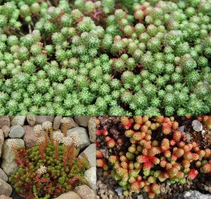 Sedum lydium sukulent bitki