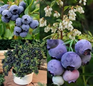 Blueberry yaban mersini fidanı Bluecrop ithal vaccinium corymbosum