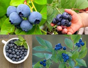 Blueberry yaban mersini fidanı Bluecrop ithal vaccinium corymbosum