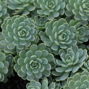 Sedum pachyclados sukulent bitki