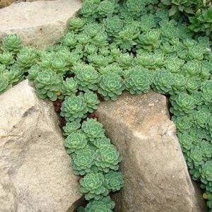 Sedum pachyclados sukulent bitki