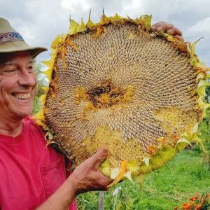 Mamut dev ayçiçeği tohumu mammoth sunflower seeds