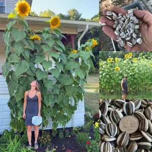 Mamut dev ayçiçeği tohumu mammoth sunflower seeds