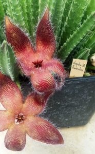 Stapelia flavirostris leş çiçeği sukulent