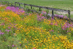 Kızgözü çiçeği tohumu bodur coreopsis leavenworthii