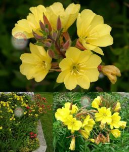 Sarı ezan çiçeği tohumu kokulu oenothera biennis