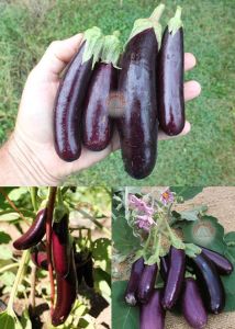 Minyatür patlıcan tohumu fingerlings eggplant