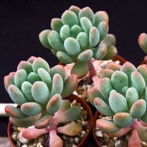 Pachyveria clavifolia sukulent bitki