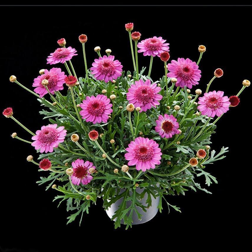 Katlı pembe çeşme papatyası fidesi argyranthemum dark pink