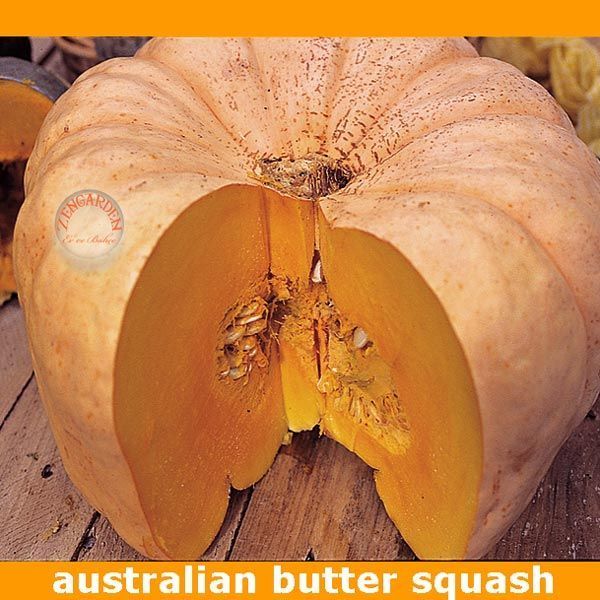 Australian butter winter Avustralya balkabağı tohumu