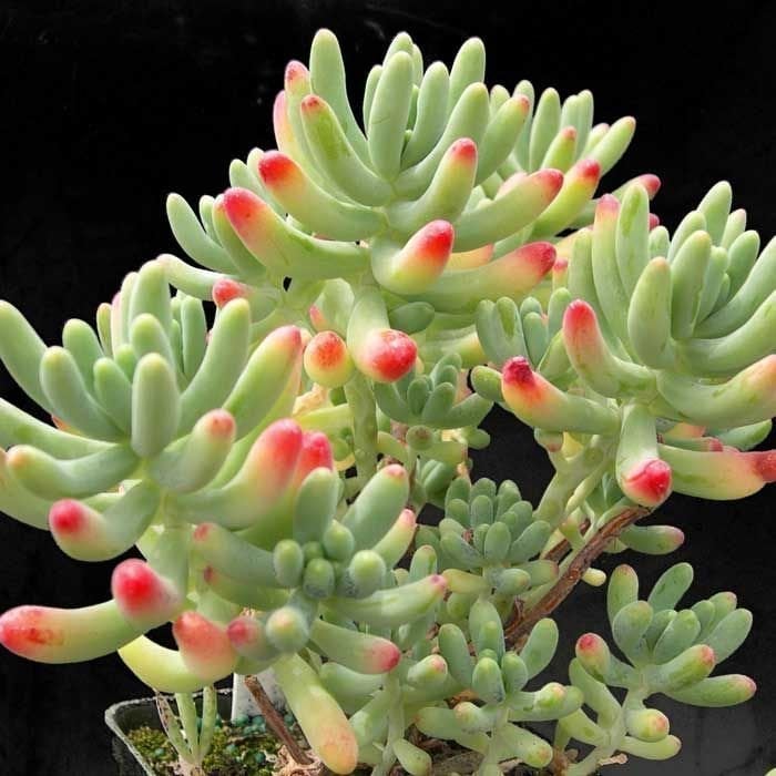 Sedum pachyphyllum sukulent bitki